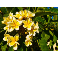  Matrica tapéta Flowers54, 250 x 150 cm tapéta, díszléc és más dekoráció