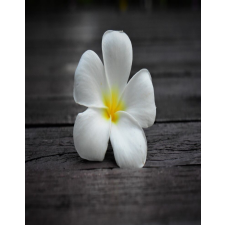  Matrica tapéta Flowers59, 150 x 205 cm tapéta, díszléc és más dekoráció