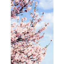  Matrica tapéta Flowers63, 150 x 205 cm tapéta, díszléc és más dekoráció