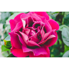  Matrica tapéta Flowers66, 250 x 200 cm tapéta, díszléc és más dekoráció