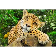  MÉDIA Animal37 Jaguár öntapadós és mosható fali tapéta, 220 x 135 cm tapéta, díszléc és más dekoráció
