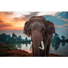  MÉDIA Animal52 Tapéta, Elephant by the Water, 220 x 135 cm tapéta, díszléc és más dekoráció