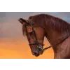  Média Animal 47 vászonfestmény, 105 x 70 cm
