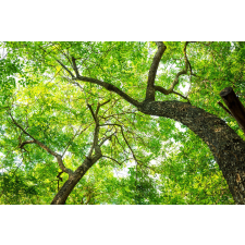  MÉDIA Fák öntapadós és mosható fali tapéta, 270 x 200 cm tapéta, díszléc és más dekoráció