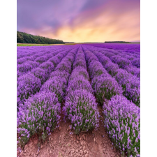  MÉDIA Flori27 matrica, 135 x 225 cm tapéta, díszléc és más dekoráció