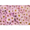  MÉDIA Flori89 Vászonkép, 105 x 70 cm