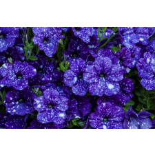  MÉDIA kék virágos öntapadós és mosható fali tapéta, 220 x 135 cm tapéta, díszléc és más dekoráció