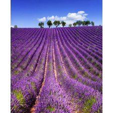  MÉDIA Lavanda5 fali fotótapéta, öntapadó és mosható, 135 x 225 cm tapéta, díszléc és más dekoráció