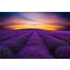  Média Levendula mező napkeltekor öntapadó és mosható fali tapéta, 220 x 135 cm
