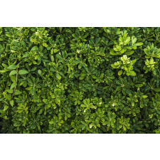  MÉDIA matrica, Erdő, 220 x 135 cm tapéta, díszléc és más dekoráció