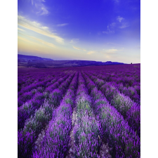  MÉDIA matrica, Levendula, 135 x 225 cm tapéta, díszléc és más dekoráció