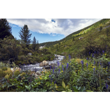  MÉDIA Natura103 öntapadós tapéta, 220 x 135 cm tapéta, díszléc és más dekoráció