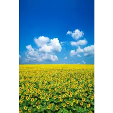  MÉDIA Natura104 matrica, 135 x 225 cm tapéta, díszléc és más dekoráció