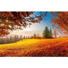  MÉDIA Natura106 vászonkép, 105 x 70 cm grafika, keretezett kép