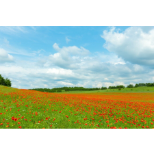  MÉDIA Natura147 matrica, 135 x 225 cm tapéta, díszléc és más dekoráció
