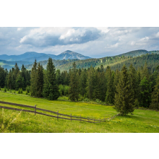  MÉDIA Natura155 matrica tapéta, rétek és fenyőfák, 220 x 135 cm tapéta, díszléc és más dekoráció