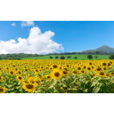  Media Natura79 matrica, 270 x 200 cm tapéta, díszléc és más dekoráció