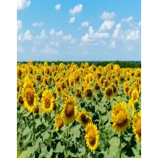  MÉDIA Natura96 öntapadós és mosható fali tapéta, 135 x 225 cm tapéta, díszléc és más dekoráció