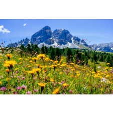  Média Natura 101 tapéta, 220 x 135 cm tapéta, díszléc és más dekoráció