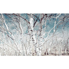  MÉDIA Nyírfa erdő fali fotótapéta, öntapadós és lemosható, 220 x 135 cm tapéta, díszléc és más dekoráció