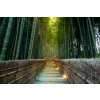  Media Nyomtatott tapéta, ösvény a bambusz erődben, 270 x 200 cm