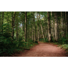  Média öntapadó és lemosható fali tapéta, ösvény, 220 x 135 cm tapéta, díszléc és más dekoráció