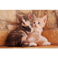  MÉDIA öntapadó és mosható fali fotótapéta, Két macska, 220 x 135 cm tapéta, díszléc és más dekoráció