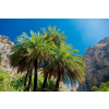  MÉDIA öntapadó és mosható fali fotótapéta, Pálmafa, 270 x 200 cm