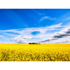  MÉDIA Öntapadó és mosható fali tapéta, Erdő repceföldön, 220 x 135 cm tapéta, díszléc és más dekoráció