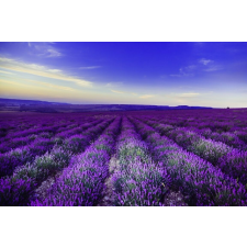  Media Öntapadó és mosható fali tapéta, Levendula1, 270 x 200 cm tapéta, díszléc és más dekoráció