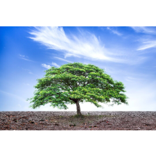  MÉDIA Öntapadó és mosható fotótapéta, 270 x 200 cm, Természet 38 tapéta, díszléc és más dekoráció