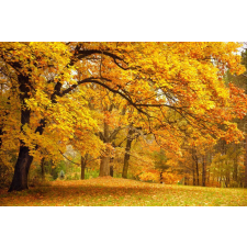  MÉDIA Ősz az erdőben öntapadós tapéta, 270 x 200 cm tapéta, díszléc és más dekoráció