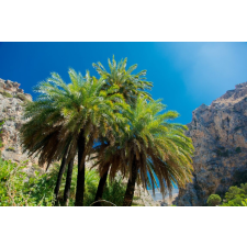  Média Palmieri 30 tapéta, 270 x 200 cm tapéta, díszléc és más dekoráció