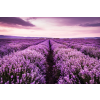  Media "Levendula 7" öntapadó és mosható fotótapéta, 220 x 135 cm