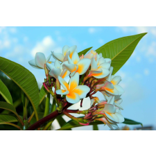  Media "Tollvirág" öntapadó és mosható fotótapéta, 270 x 200 cm tapéta, díszléc és más dekoráció