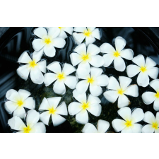  Media "Virágok 52" tapéta, 220 x 135 cm tapéta, díszléc és más dekoráció