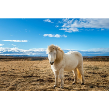  MÉDIA Tapéta, Animal48 izlandi póni, 220 x 135 cm tapéta, díszléc és más dekoráció