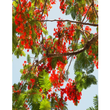  MÉDIA tapéta, növényvilág 60, 135 x 225 cm tapéta, díszléc és más dekoráció