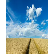  MÉDIA tapéta, természet 150, 135 x 225 cm tapéta, díszléc és más dekoráció