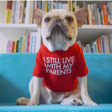  "Még mindig a szüleimmel élek" kutyapóló, piros, XXL-es kutyaruha