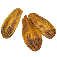  Mehogany szárított aranysárga 15db-os csomag dekorációs kellék