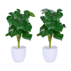  Monstera művirág 2 db-os készlet