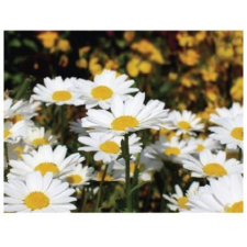  MT104 öntapadós konyhai csempematrica 4db/szett15x15cm tapéta, díszléc és más dekoráció