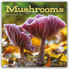  Mushrooms - Pilze 2026 - Wand-Kalender (Kalendář/Diář) naptár, kalendárium