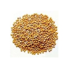  Mustármag - fehér mustármag gyógytea