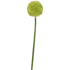  Művirág díszhagyma krémszínű-zöld 70 cm dekoráció