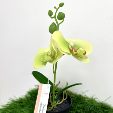  Művirág - Orchidea műanyag cserépben dekoráció
