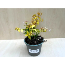  Nagyvirágú tárnicslonc - Abelia grandiflora 'Gold Spot' fa és növény