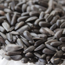  Napraforgó Fekete 10 kg - gazdaságos kiszerelés madáreledel