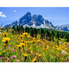  Natura101 öntapadó és mosható fali tapéta, 150 x 205 cm tapéta, díszléc és más dekoráció